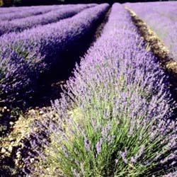 Lavande vraie / Lavandula angustifolia